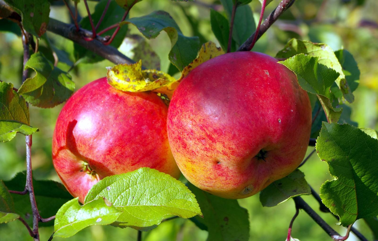 Яблоня башкирская красавица: особенности сорта и ухода