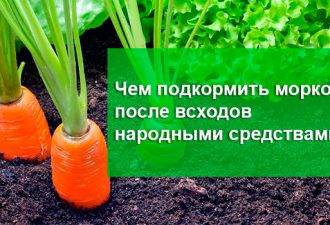Удобрения для моркови в открытом грунте: какие выбрать, когда подкармливать, правила внесения удобрений