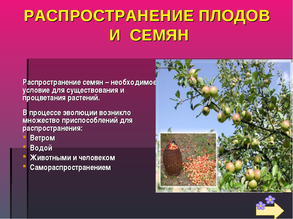 Почему яблоня цветет, но не плодоносит? причины и решения. фото — ботаничка