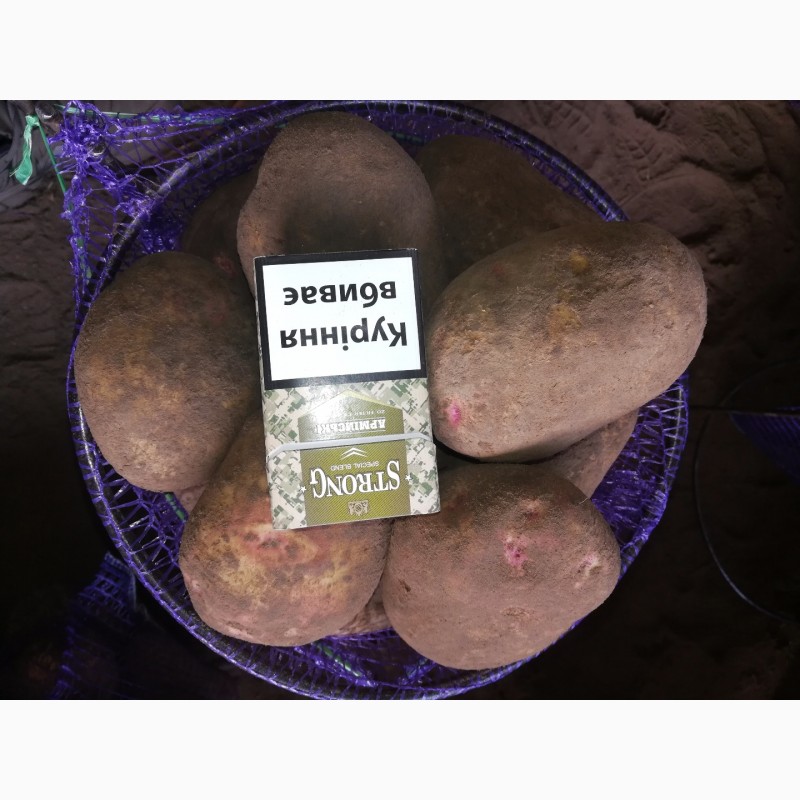 Сорт картофеля пикассо характеристика фото и описание
