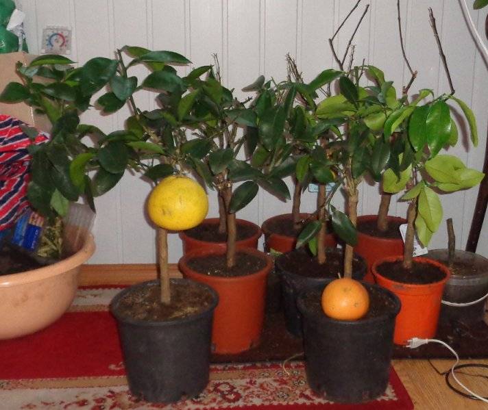 Как цветет лимон и что делать, если он не зацветает в домашних условиях