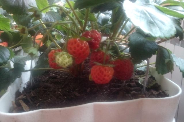 Морошка: как успешно «приручить» дикую ягоду на садовом участке