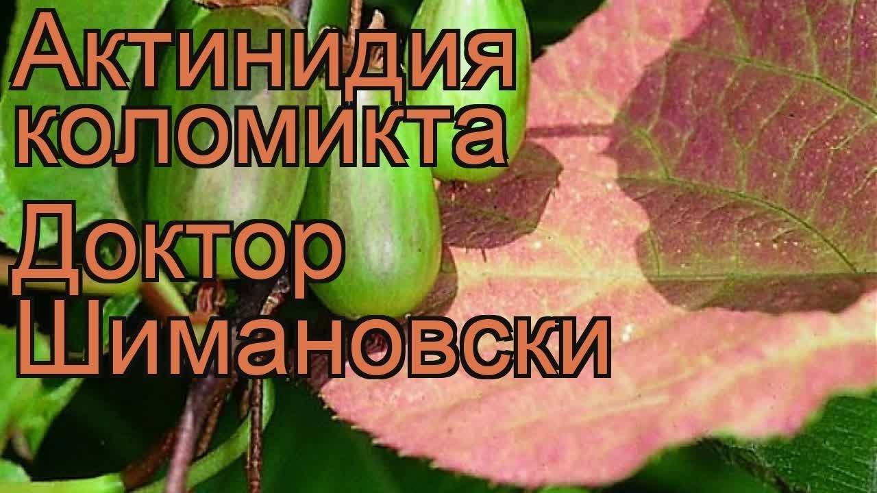 Актинидия памяти учителя фото