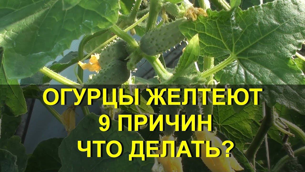 Почему желтеют листья у тыквы в открытом грунте