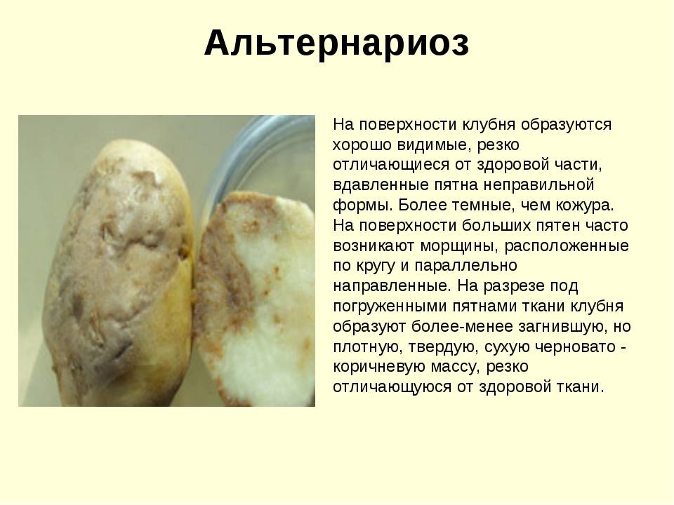 Альтернариоз картофеля что это такое: меры борьбы с ним, признаки, симптомы, лечение, профилактика