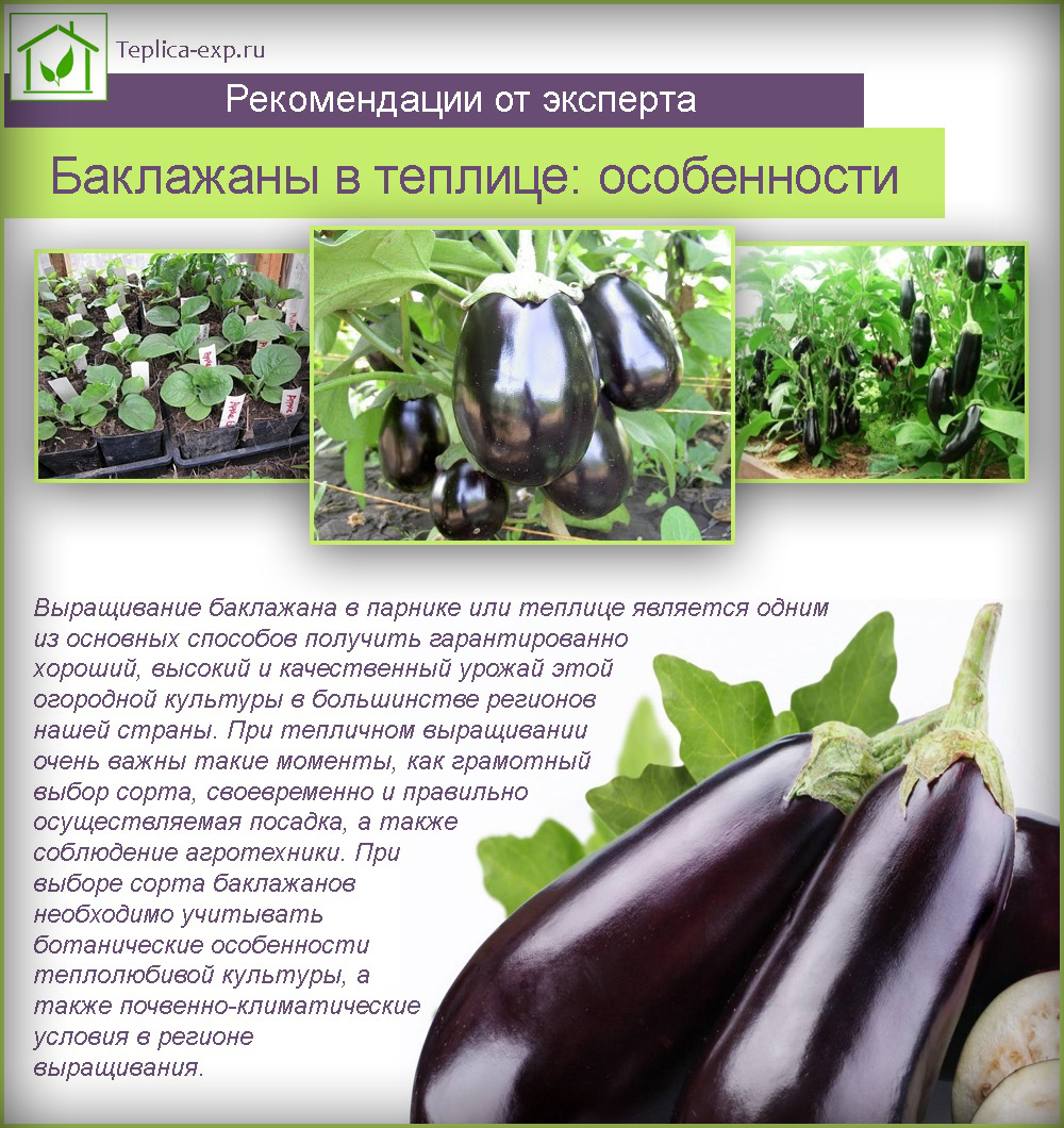 Схема посадки баклажана алмаз
