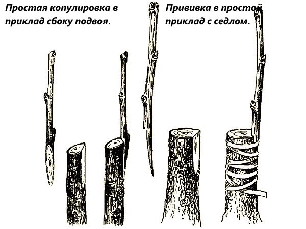 Прививка персика на сливу