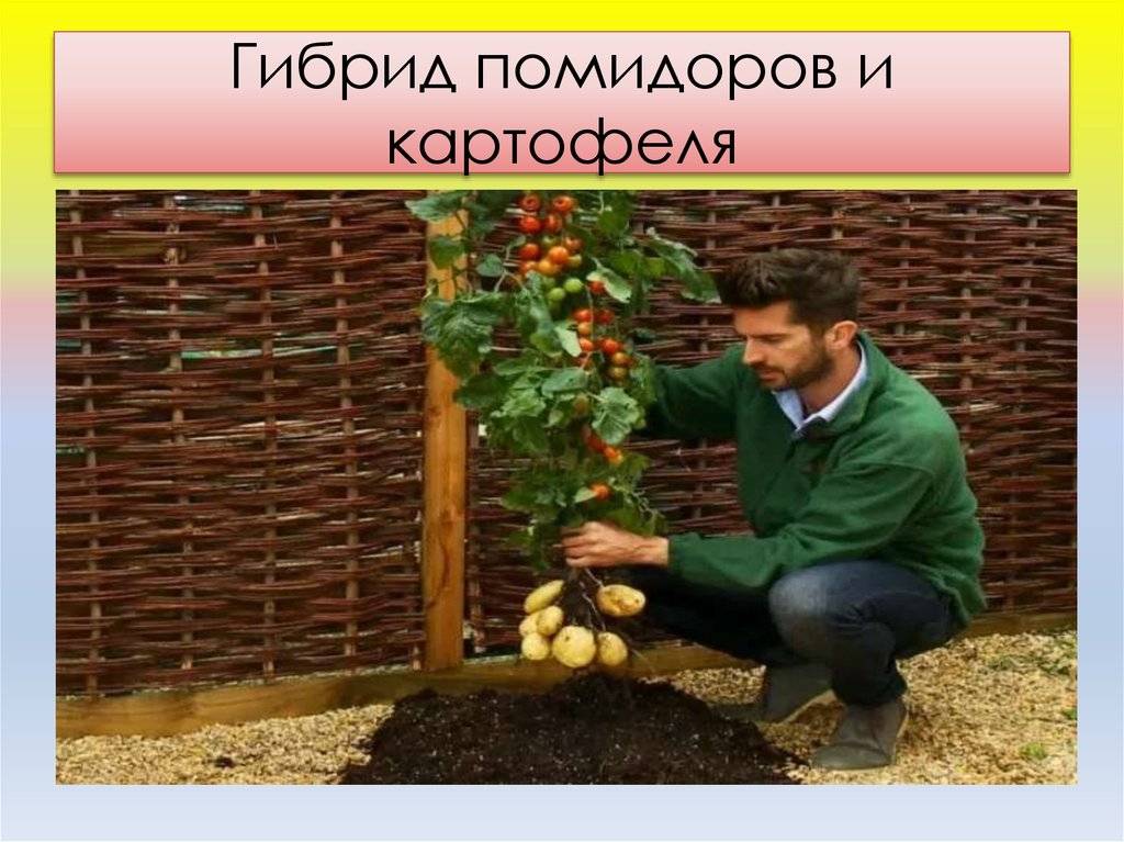 Помидор и картофель: как получить гибрид помидофель | огородники