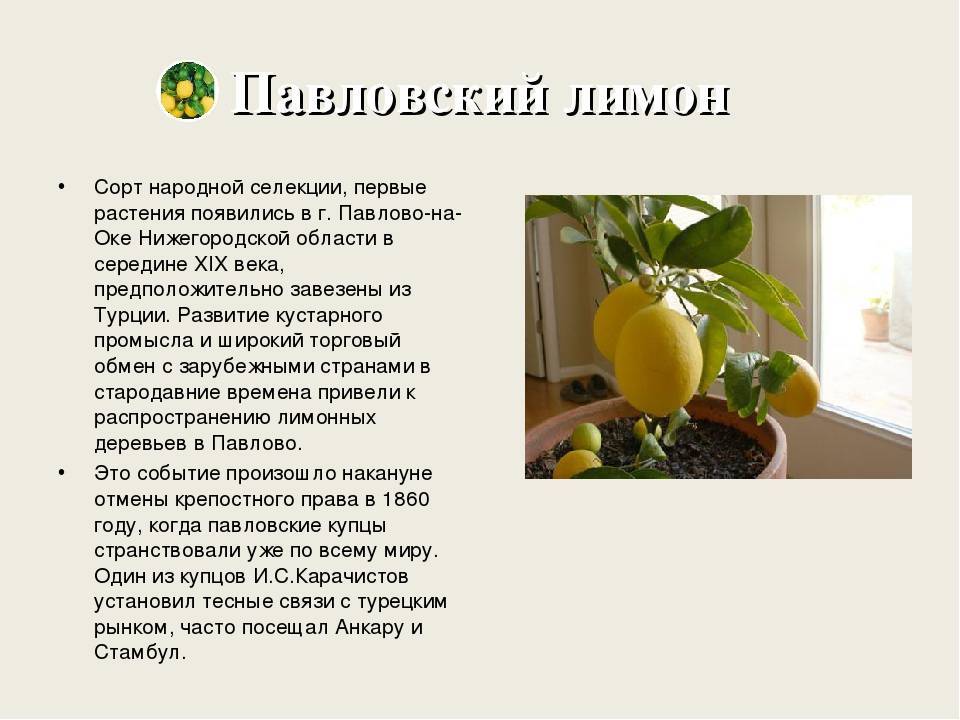 Выращивание комнатного Павловского лимона в домашних условиях, описание сорта и уход за ним