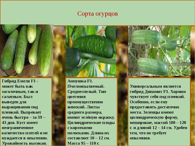 Огурец эстафета f1: отзывы, выращивание и урожайность, фотографии и описание сорта – zelenj.ru – все про садоводство, земледелие, фермерство и птицеводство