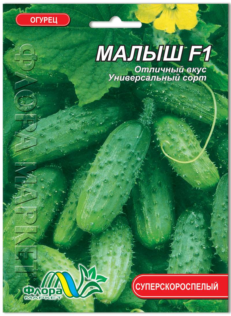 Огурец малыш: характеристика и описание сорта с фото