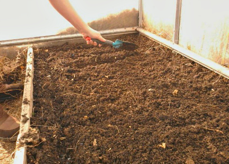 Подготовка почвы в теплице под помидоры весной и осенью