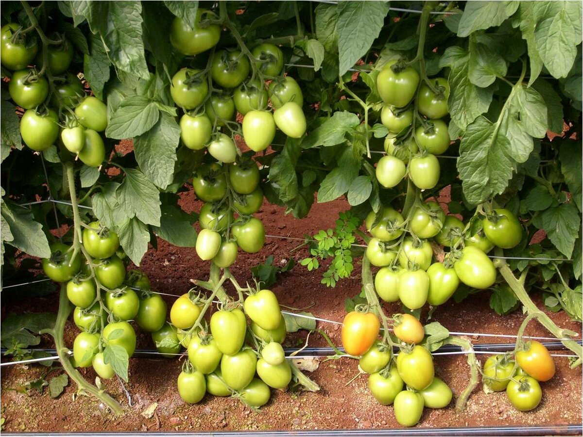 Сорта томатов для краснодарского края: открытый грунт и теплицы с фото и видео