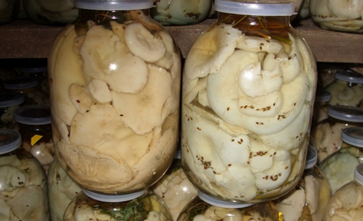 Белые соленые грибы в банках на зиму: рецепты приготовления с фото и видео