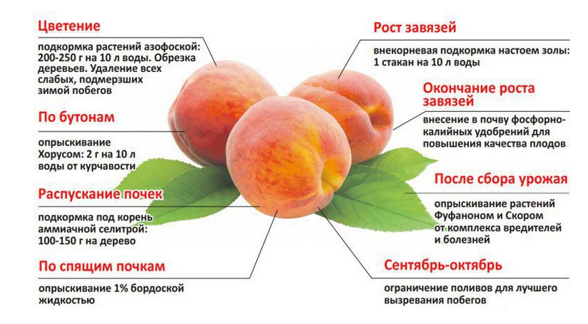 Весенняя подкормка абрикоса — залог больших урожаев!