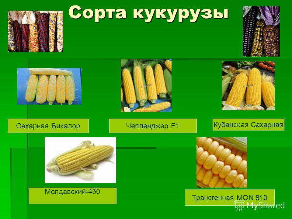 Кукуруза — царица полей на даче. выращивание, посадка и уход в открытом грунте — ботаничка