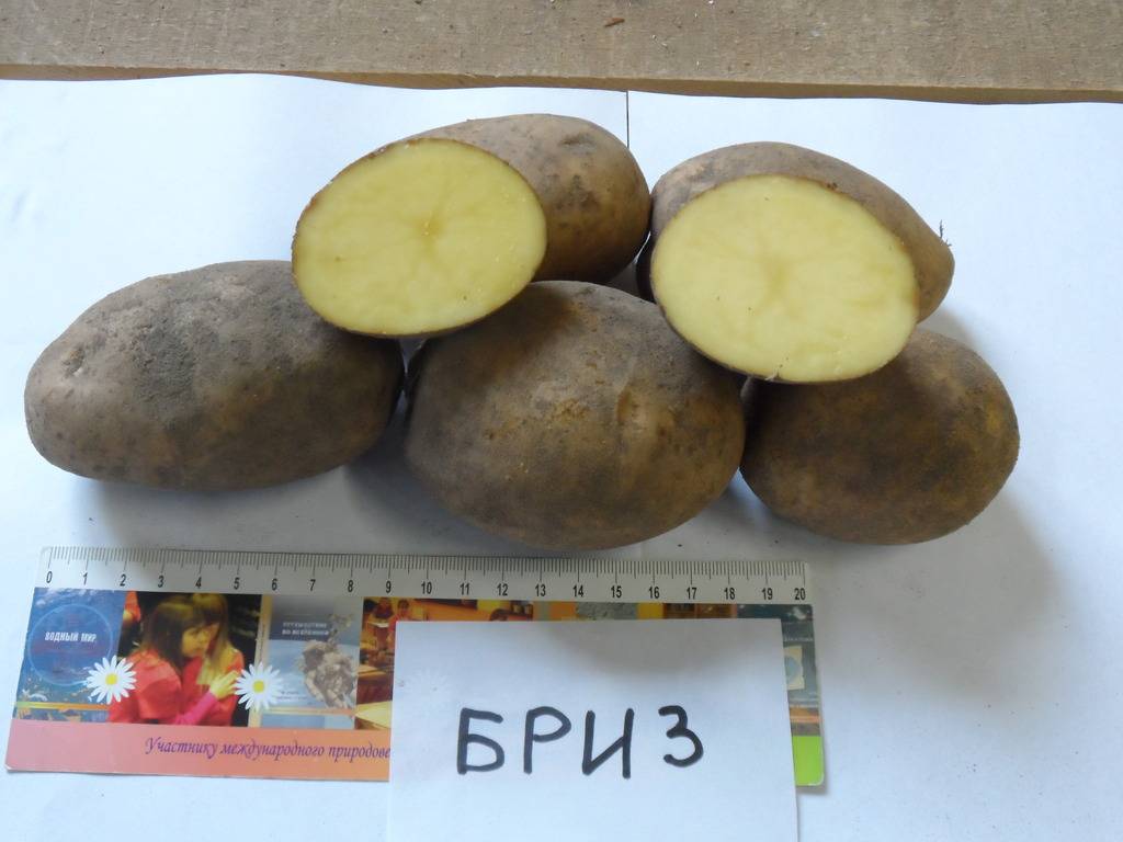 Картофель бриз: характеристика и описание сорта, выращивание и уход