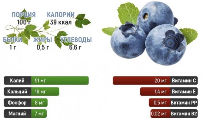 Голубика нортланд описание сорта фото