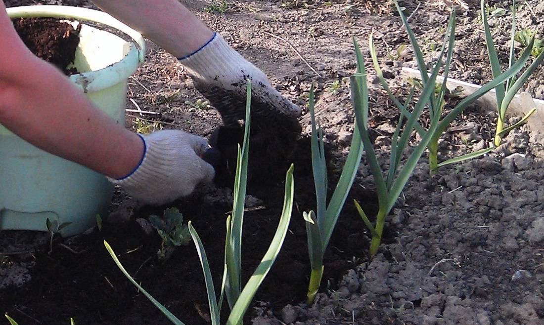 Посадка чеснока весной в открытый грунт: сроки, как правильно сажать (фото)