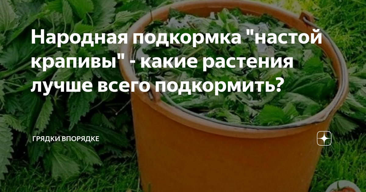 Настой крапивы для подкормки каких растений. Настой из крапивы для подкормки растений. Крапива для огурцов. Крапива как удобрение. Крапива подкормка для помидор.