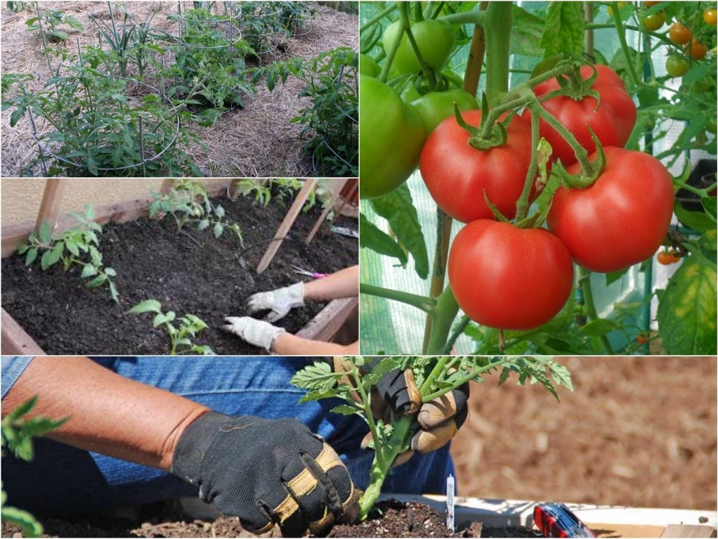 Выращивание и уход за помидорами в теплице из поликарбоната, секреты получения раннего урожая