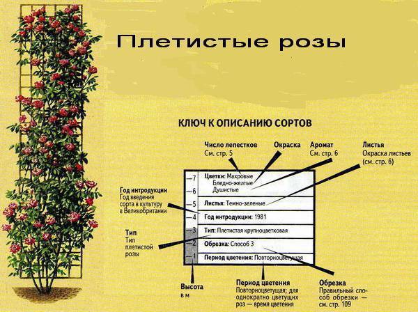 Роза "сантана" - плетистая красавица в вашем саду