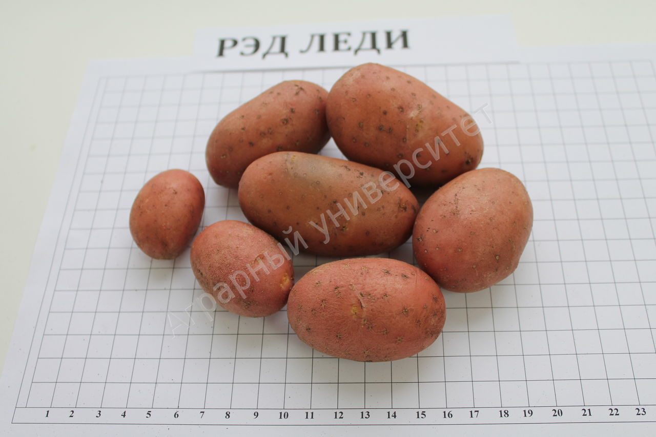 Описание и характеристика сорта картофеля Ред леди, особенности посадки и ухода