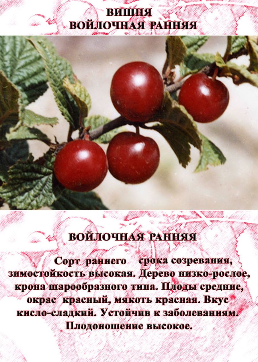 ✅ войлочная вишня натали описание сорта фото отзывы - cvetochki-rostov-na-donu.ru