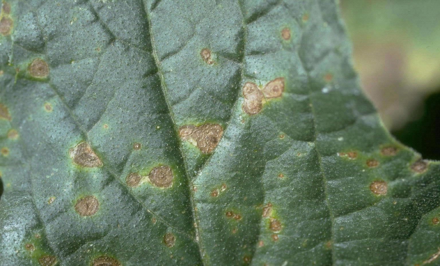 Как лечить бурые пятна на листьях огурцов, симптомы и меры профилактики