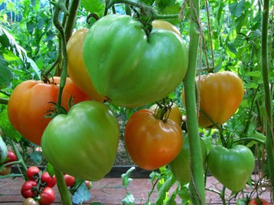 Томат сердце ашхабада: описание и характеристика сорта, фото помидоров и отзывы об урожайности
