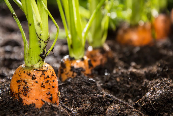 Когда сажать морковь весной и осенью: оптимальные сроки, в которые можно посадить растение