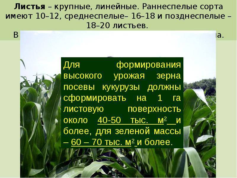 Кукуруза: технология посева и выращивания кукурузы на зерно