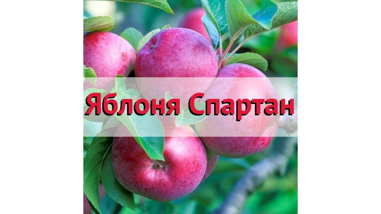 О яблоне спартан: описание сорта, характеристики, агротехника, выращивание