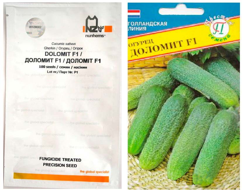 Огурец доломит f1: описание сорта, отзывы, фото, посадка, уход