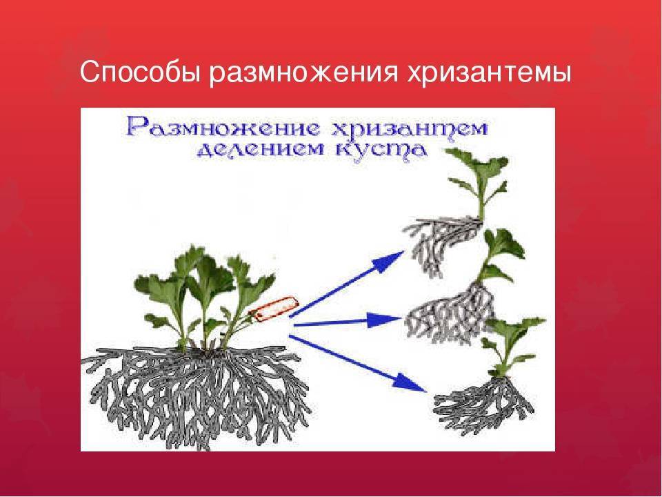 Хризантема размножение черенками, семенами, делением куста