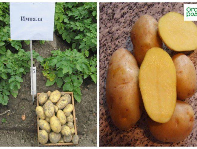 Картофель импала: описание и характеристика сорта, выращивание, отзывы