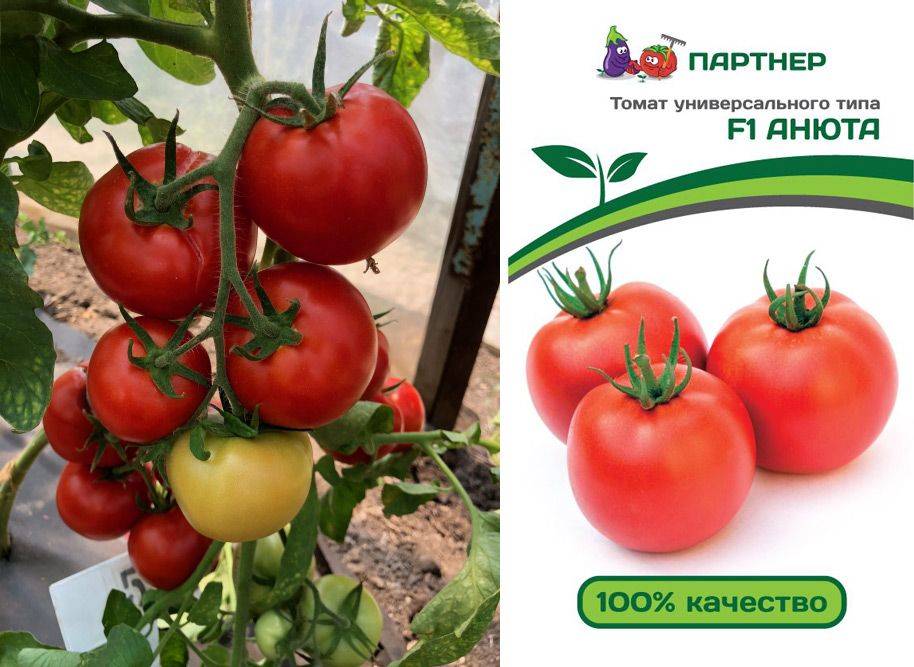 Сорт томатов анюта, описание, характеристика и отзывы, а также особенности выращивания