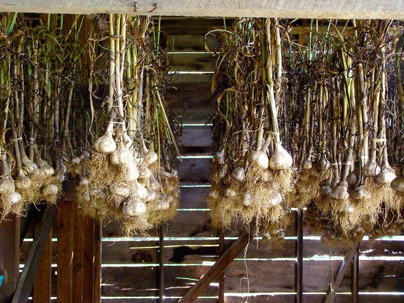 Как правильно сушить лук после уборки урожая с грядки