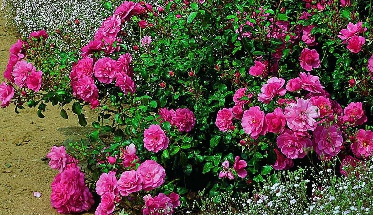 Почвопокровные розы - дачная жизнь