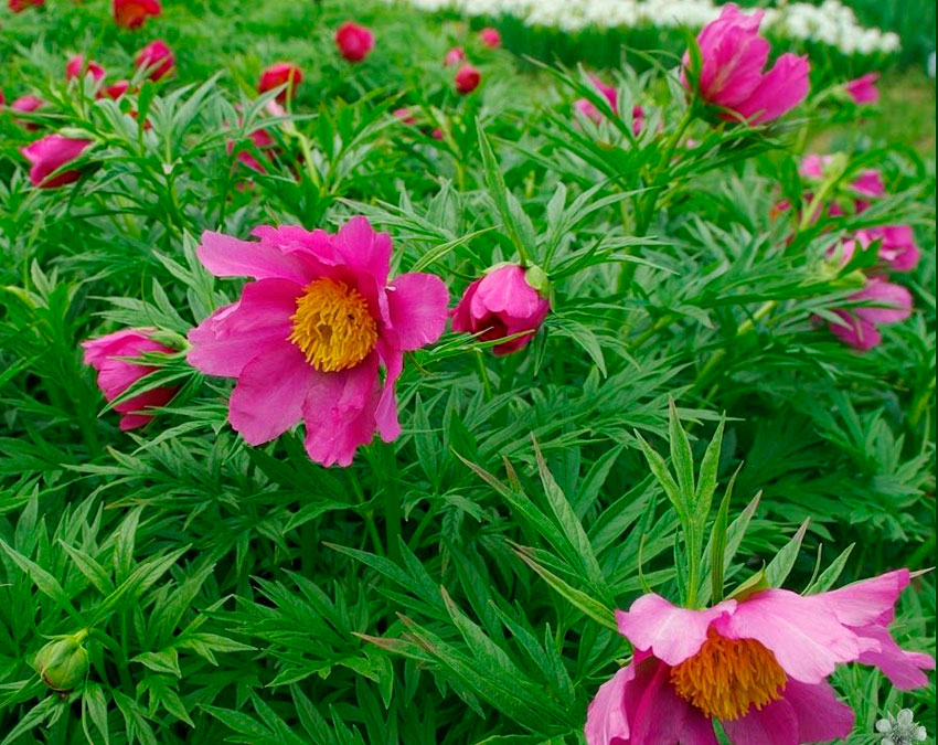 Пион. инструкция по применению. справочник лекарств, медикаментов, бад