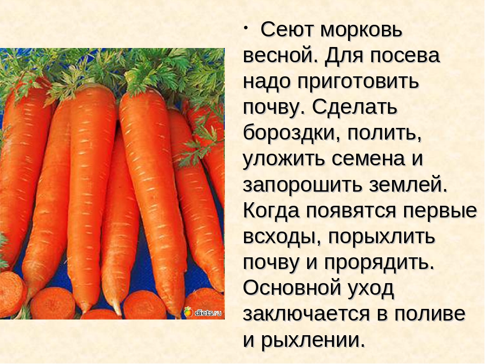 Почему морковь мягкая в земле: что делать, если морковка завяла на грядке и при хранении, как освежить дряблый овощ и вернуть ему упругость, твердость