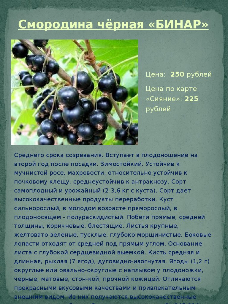 Черная смородина "багира": описание сорта, особенности выращивания и фото