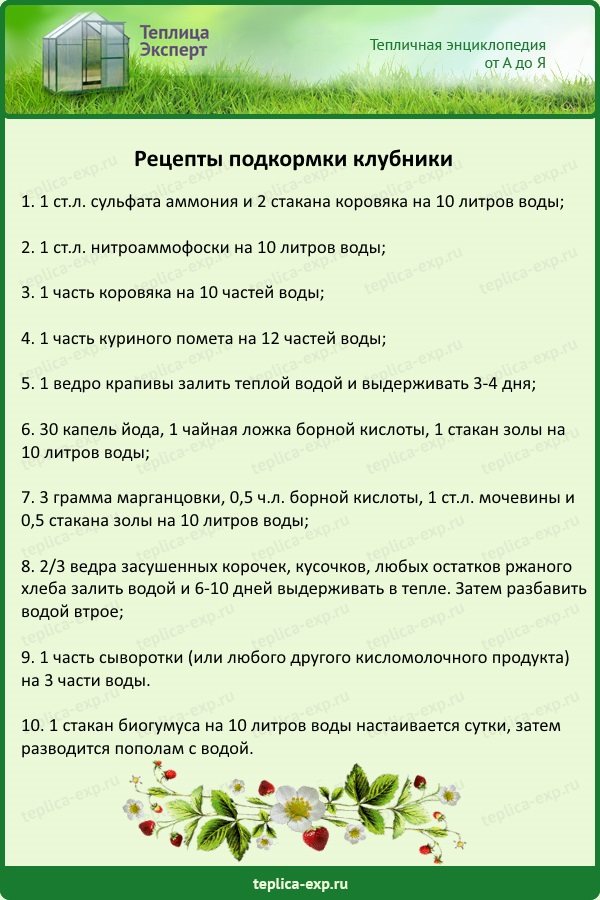 Чем подкормить клубнику весной - минеральные удобрения и народные средства для хорошего урожая