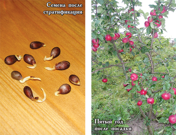 Как вырастить яблоню из семечка в домашних условиях с фото пошагово