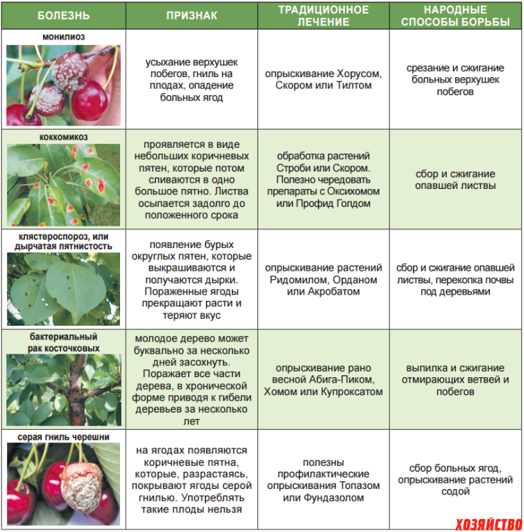 25 болезней томатов: вирусные заболевания помидор и листьев - наросты