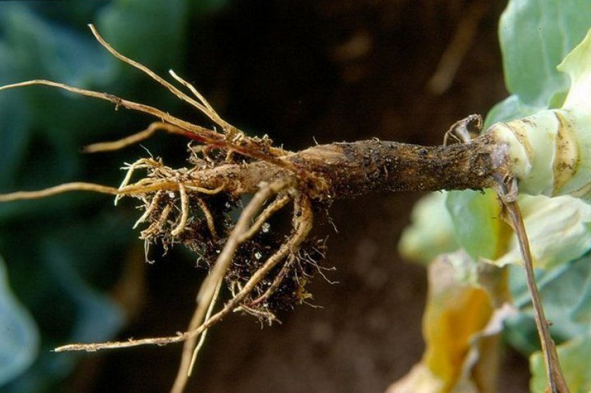 Как бороться с черной ножкой у капусты: что делать, черноножка у рассады капусты, почему у рассады капусты черный корень | qlumba.com