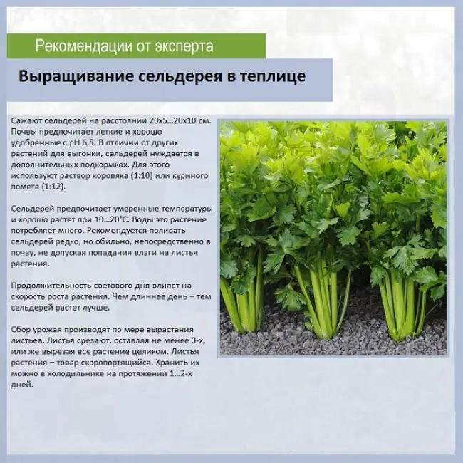 Укроп - салатные овощные культуры - овощеводство - растениеводство - собственник
