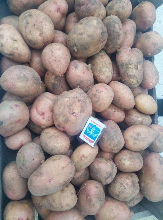 Описание сортов картофеля иван-да-марья и иван-да-шура, выращивание и урожайность