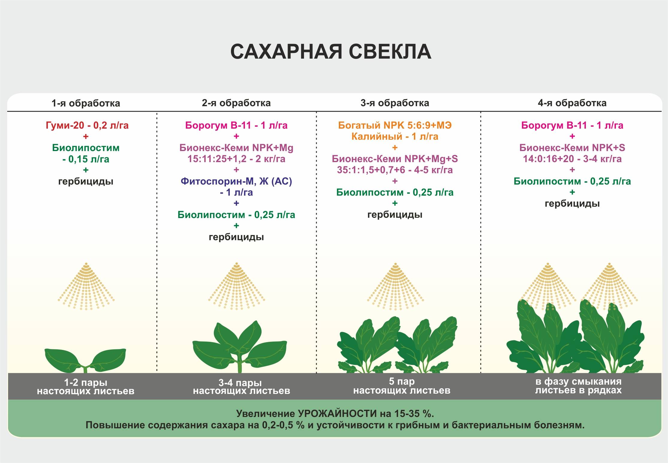 Технологическая схема возделывания сахарной свеклы