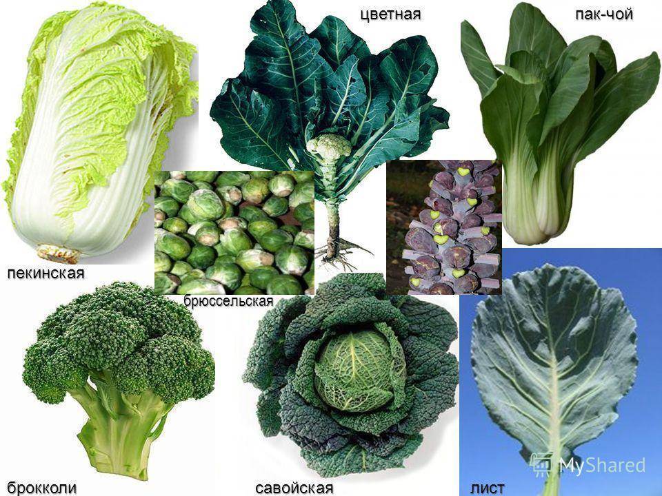 Разновидности капусты брокколи фото с названиями